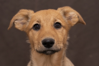 Тесса (2205з-25с)