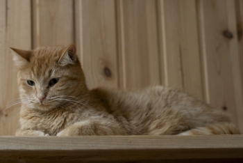 Авель (1292з-24к)