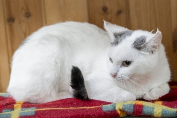 Нора (1560з-25к)