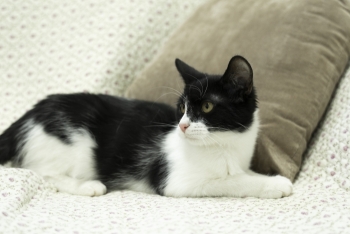 Матюль (1552з-25к)