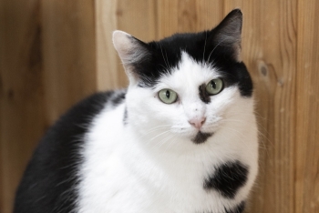 Мега (1460з-25к)