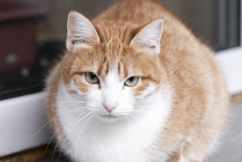 Герда (1491з-25к)