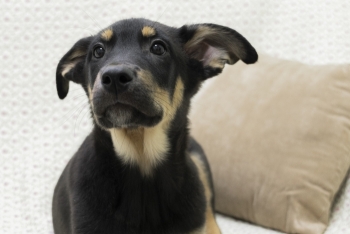 Атай (2199з-25)