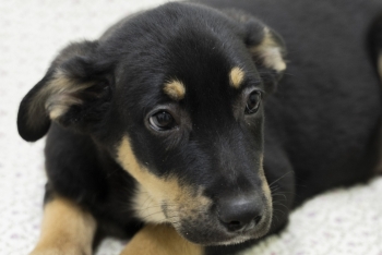 Арракс (2196з-25)