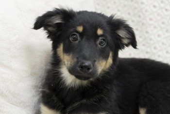 Аруна (2202з-25)