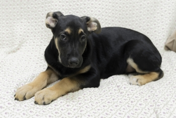 Айрис (2201з-25)