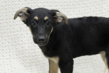 Асти (2200з-25)