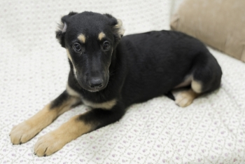 Асти (2200з-25)