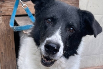 Макса (073з-10)