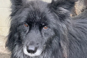 Далила (1320з-18)