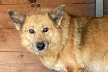 Санда (1365з-18)