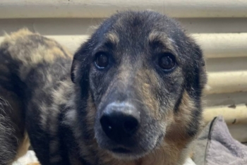 Манька (489з-11)