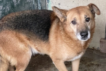 Харитон (1125з-18)