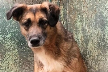 Дарк 2 (1640з-20)