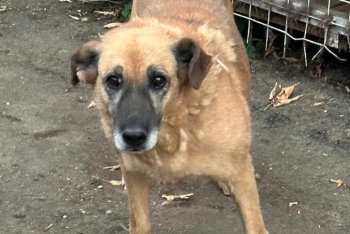 Машка (829з-17)