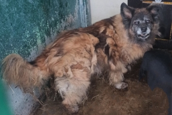 Василиса (602з-11)