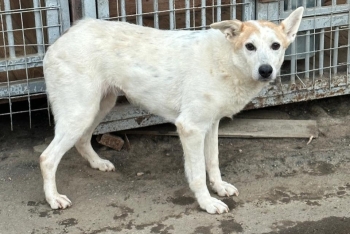 Кайра (1388з-18)