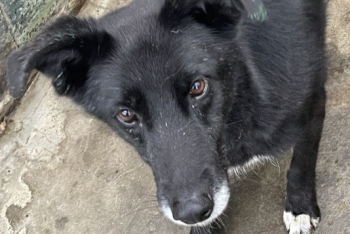 Бемби (1314з-18)