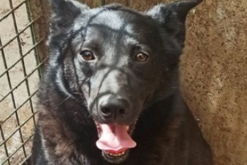 Хенк (1915з-22)