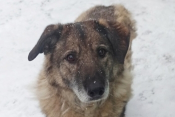 Сенька (749з-16)