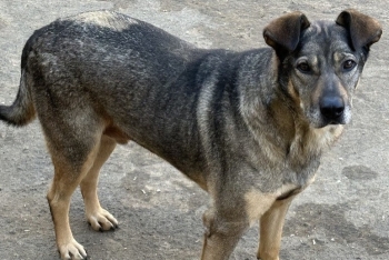 Шерлок (867з-17)