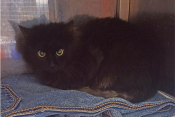 Макиато (1610з-25к)