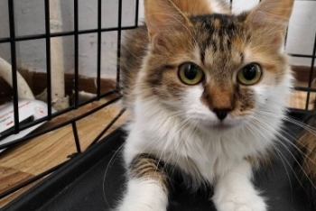 Ванесса ( 1470з-25к)