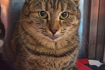 Ленка (1609з-25к)