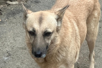 Фиби (1386з-18)