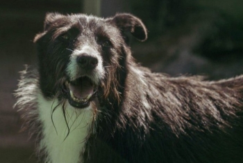 Тихомир (1969з-23)