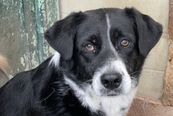 Микаэлла (1450з-19)