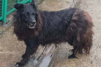 Гимми (800з-16)