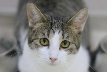 Линси (1454з-25к)