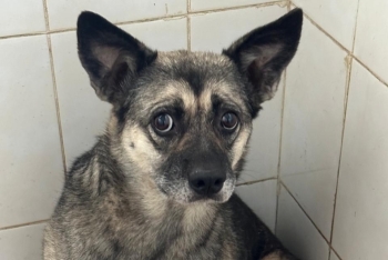 Дженни (808з-16)