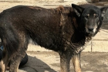 Джерри (973з-17)