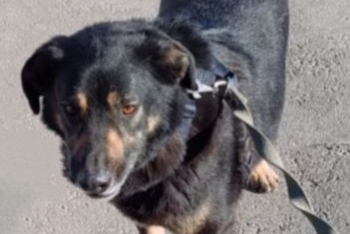 Акорд (1496з-19)