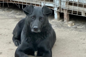 Аксон (1648з-20)