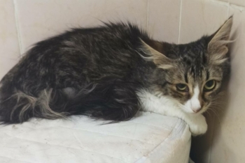 Алма (1530з-25к)