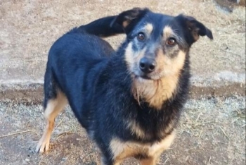 Аляска (1611з-20)