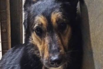 Кокос (1407з-19)