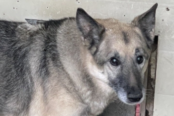 Гонец (431з-11)