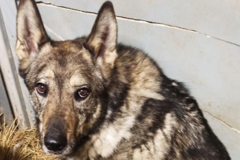 Юрчик (1671з-20)