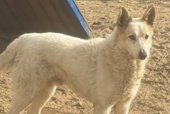 Арден (935з-17)