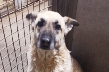 Дред 2 (1669з-20)