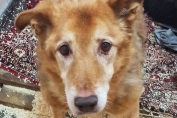 Еремей (457з-11)