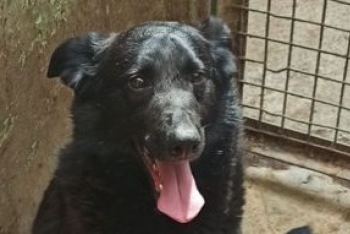 Юрик (1917з-22)