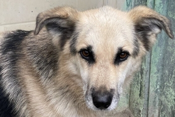 Брук (1319з-18)