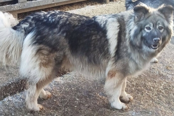 Ашли (1583з-20)