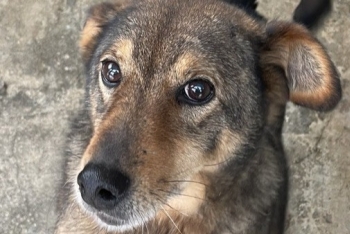 Румба (682з-13)