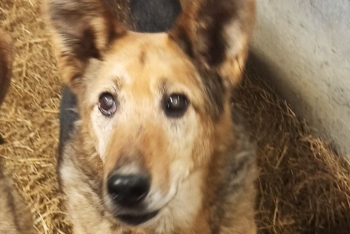 Цунта (502з-11)